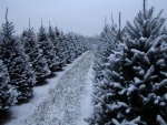 christmas-trees-at-sugargrove-tree-farm