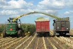 corn silage