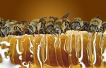 mcd-honey-farm-banner