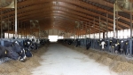 turning point dairy cows