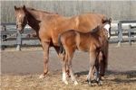 mareandfoal