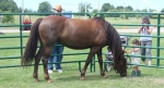 sundaehorse2011